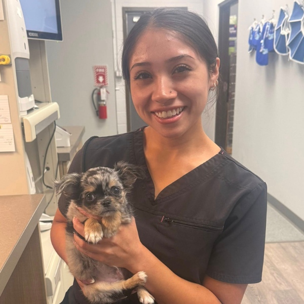 vet holding a small fluffy puppy