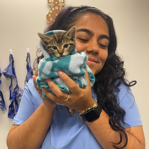 vet holding a small kitten