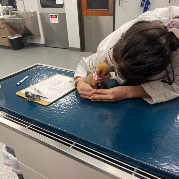 veterinarian gently check a small brown puppy