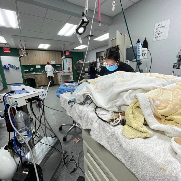 veterinarian in a mask caring for a covered animal on an exam table